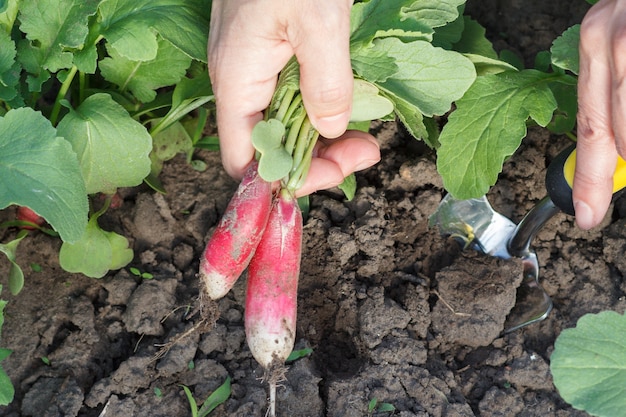 Vrouwelijke tuinman graaft rijpe rode radijs in de tuin uit met een spatel. Close-up weergave