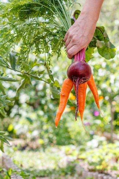 Vrouwelijke tuinman hand met wortelen en rode biet net geplukt in de tuin. Net verse groente geoogst