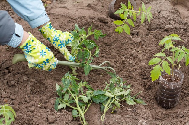 Vrouwelijke tuinman in handschoenen die tomatenzaailing plant in een bodem van een tuin met behulp van een handhark