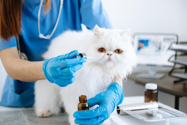 Vrouwelijke veterinaire arts die een stethoscoop gebruikt voor een schattig katje en schone dierenoren in dierenziekenhuisxAxA