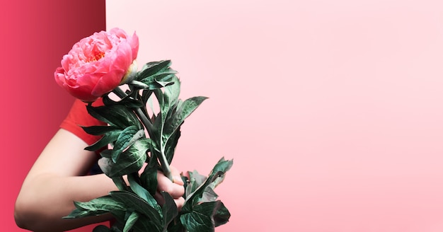 Vrouwelijke vrouwenhand die enige roze pioenbloem van achter karton houden