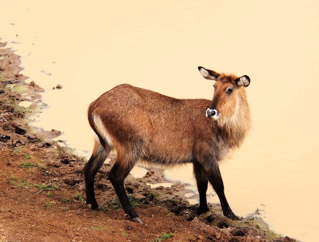 Vrouwelijke waterbok