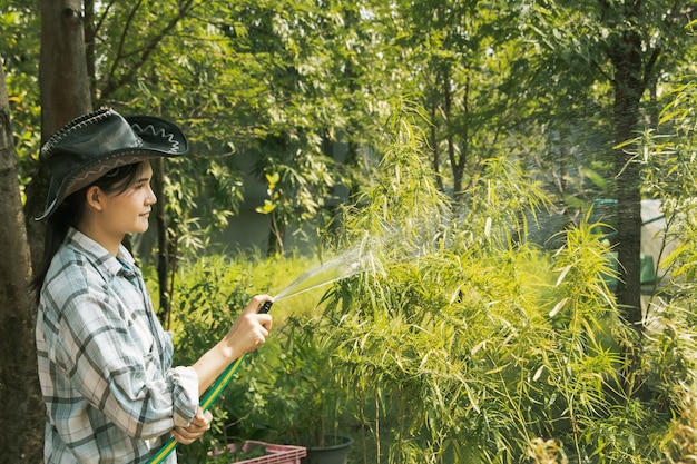 Vrouwelijke werknemer die voor cannabisplant zorgt, houdt slang vast om de cannabisplant in de buitentuin water te geven.