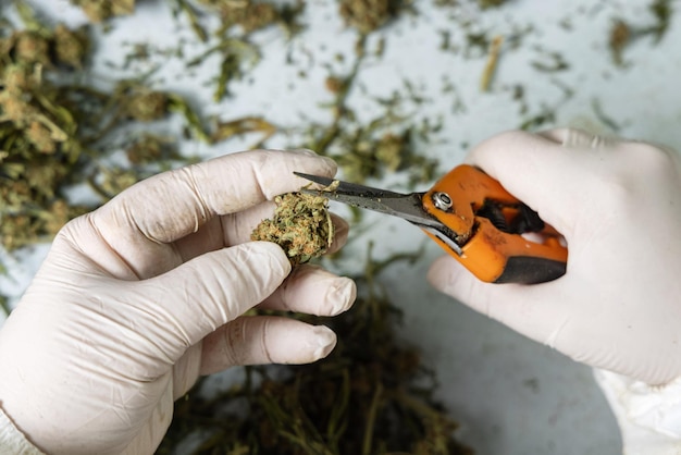 Vrouwelijke werknemer handen in handschoenen knippen met een schaar marihuanabladeren van droge toppen