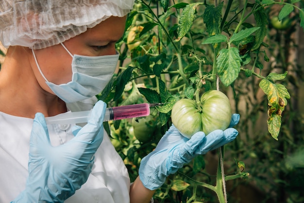 Vrouwelijke wetenschapper in masker en handschoenen injecteert chemicaliën in tomaten in kas