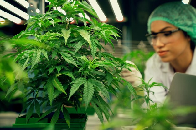 Foto vrouwelijke wetenschapper met een verwijderingsdop aan het werk met haar verheugende cannabisplant