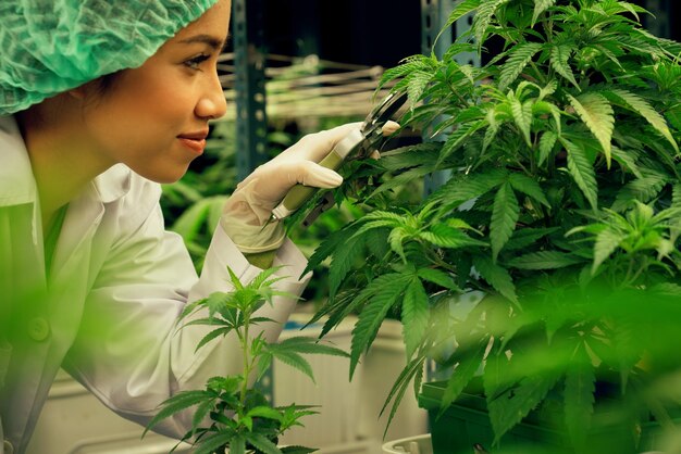 Foto vrouwelijke wetenschapper trimt verheugende cannabisplant op pot in het laboratorium