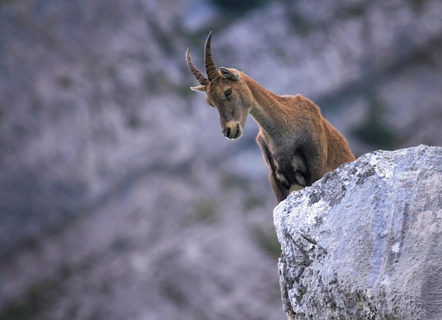 Foto vrouwelijke wilde alpine capra ibex of steinbock portret