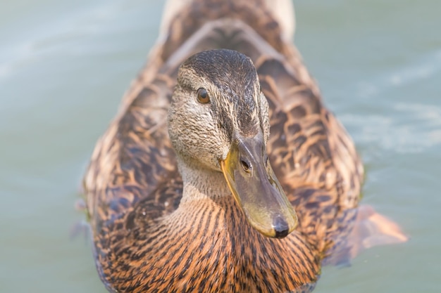 Vrouwelijke wilde eend close-up.