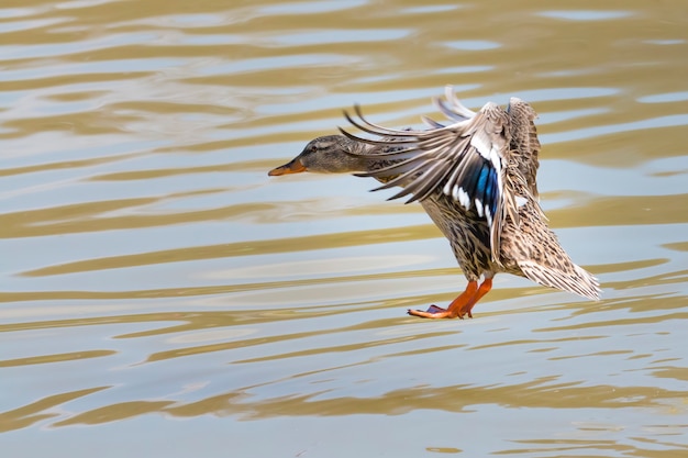 Foto vrouwelijke wilde eend die op water landt