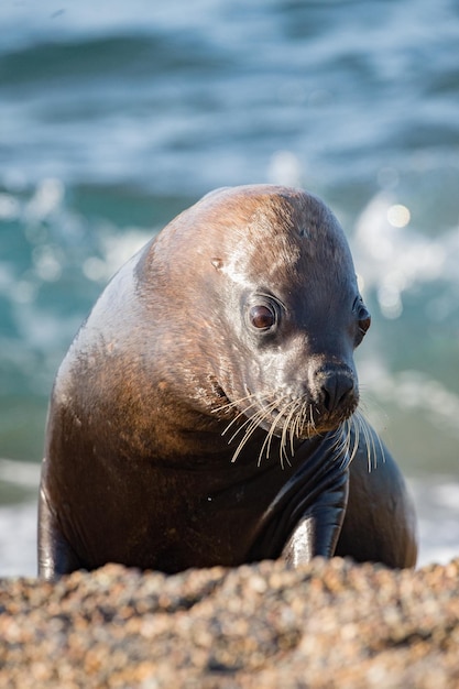 Vrouwelijke zeeleeuw op het strand