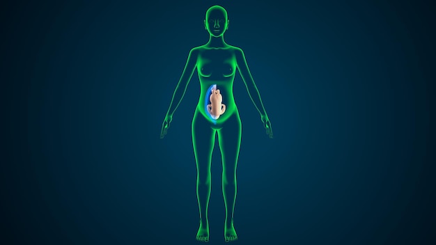 vrouwelijke zwangere anatomie systeem 3d render