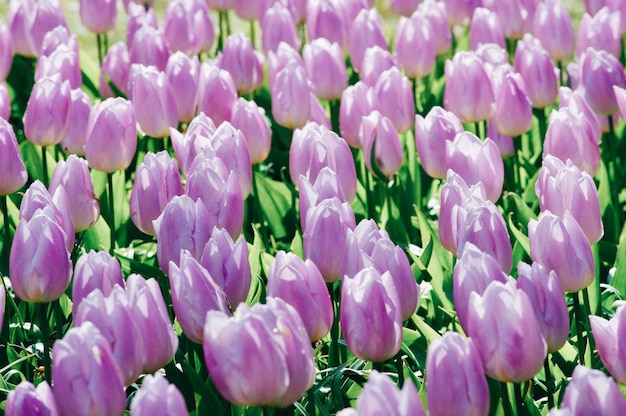 Vrouwendag. valentijnsdag. de lente