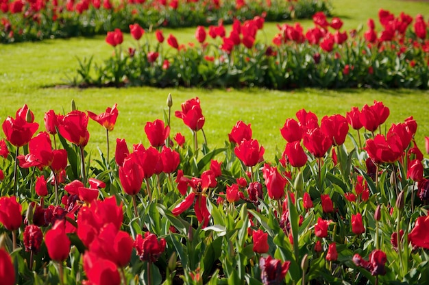 Vrouwendag. Valentijnsdag. Lente tulpen.