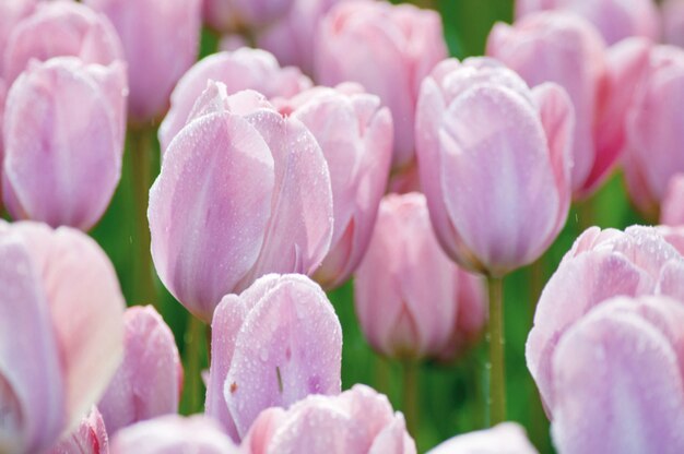 Vrouwendag. Valentijnsdag. Lente tulpen.