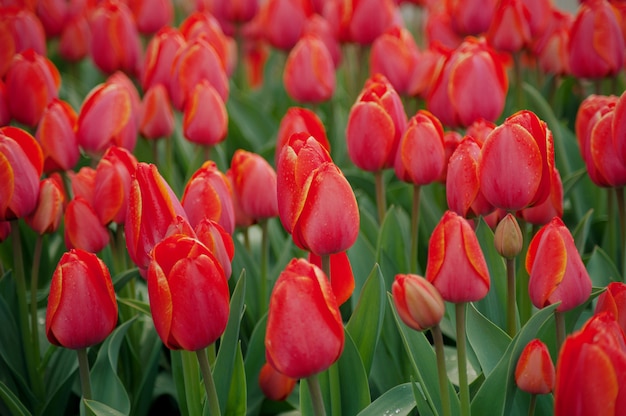 Vrouwendag. Valentijnsdag. Lente tulpen.