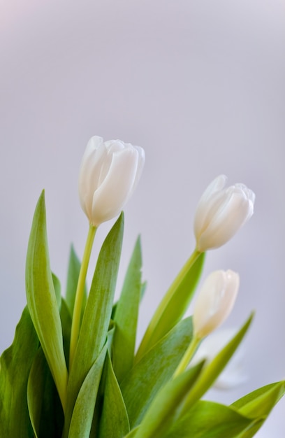 Vrouwendag. Witte tolips. Lentebloemen.