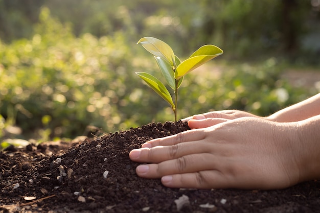 Vrouwenhand die bomen op natuurlijk gazonbos planten