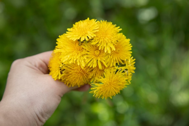 Vrouwenhand die gele bloem houden