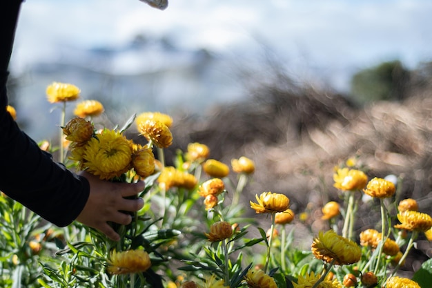 Vrouwenhand die gele bloemen in de tuin plukt