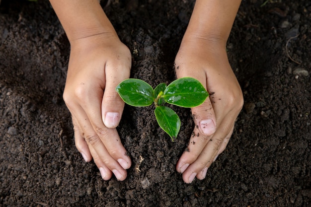 Vrouwenhand die jonge boom op zwarte grond planten close-up de dag van het milieu van de aarde Het concept van de aardedag