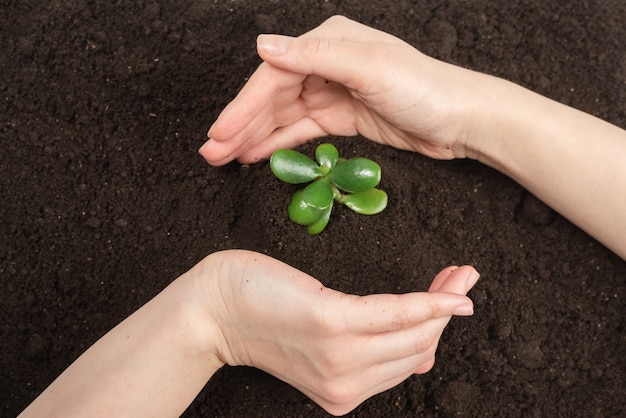 Vrouwenhand die jonge groene spruit in de grond houden