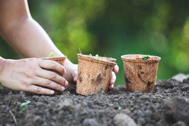 Vrouwenhand die jonge zaailingen in kringloopvezelpotten planten in de tuin