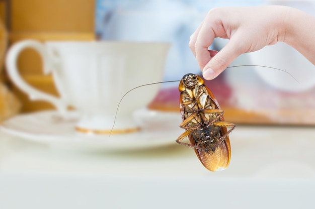 Vrouwenhand die kakkerlak op koffiekopachtergrond houdt, elimineert kakkerlak in huis