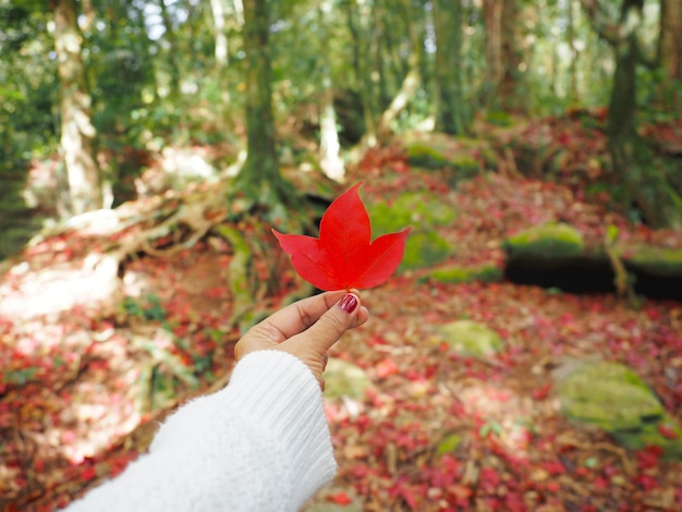 Vrouwenhand die rood esdoornblad houden over de achtergrond van het de herfstbosvervaging.