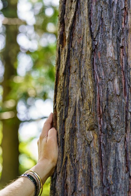 Vrouwenhand die zachtjes de schors van een oude boom aanraakt