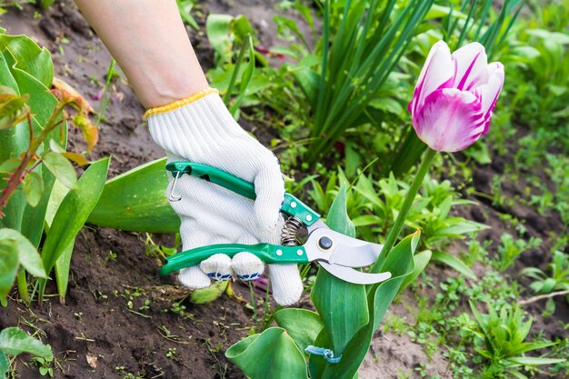 Vrouwenhand in een handschoen met een snoeischaar die de tulpenbloem scheert