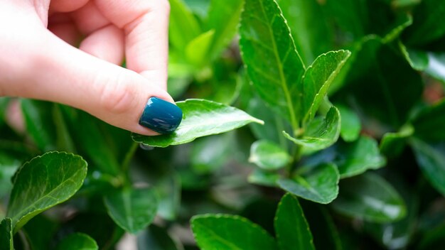 Vrouwenhand met groene nagels scheurt groen blad van plant die zorgt voor huisbloemenconcept