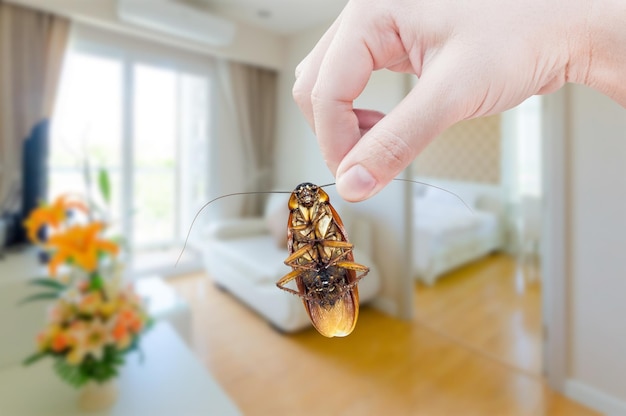 Vrouwenhand met kakkerlak op slaapkamerachtergrond elimineren kakkerlak in slaapkamer