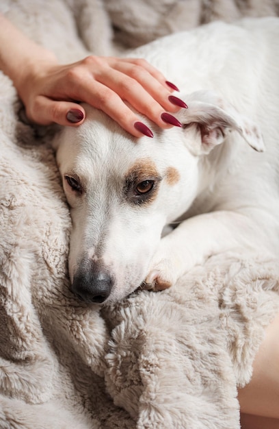 Vrouwenhand wat betreft een leuke ontspannen jack russell-hond