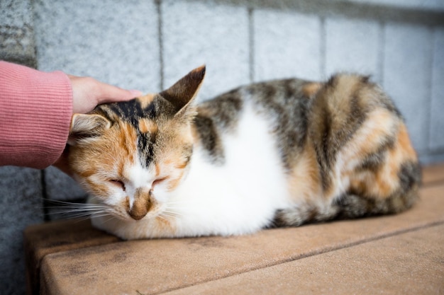 Vrouwenhandaanraking op het hoofd van de kat