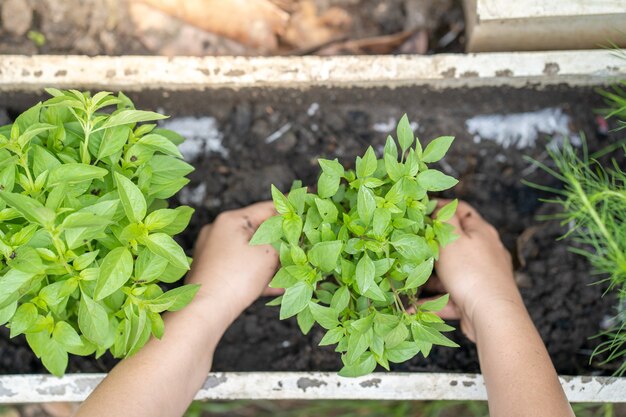 Vrouwenhanden die groenteplant of zoete basilicum in witte pot planten