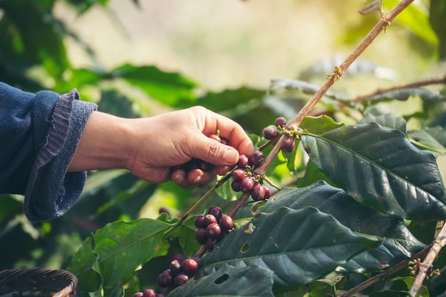 Vrouwenhanden oogsten koffieboon rijpe rode bessen planten vers zaad koffieboomgroei in groene boerderij