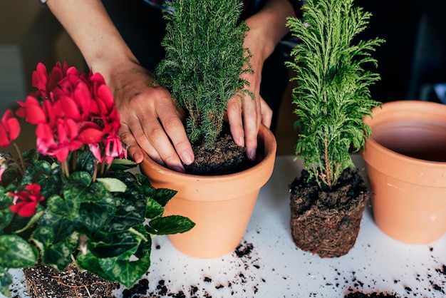 Vrouwenhanden planten een plant in een nieuwe pot.