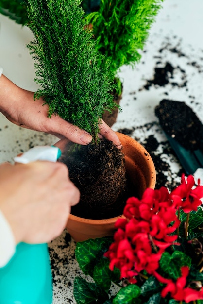 Foto vrouwenhanden planten een plant in een nieuwe pot.