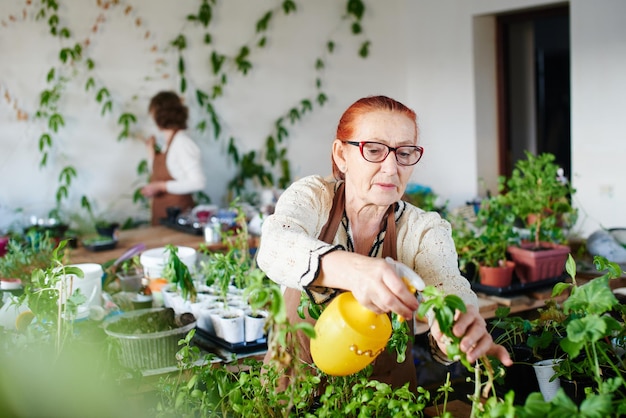 Vrouwenhobby. Oma squirt en verzorgt kamerplanten en bloemen