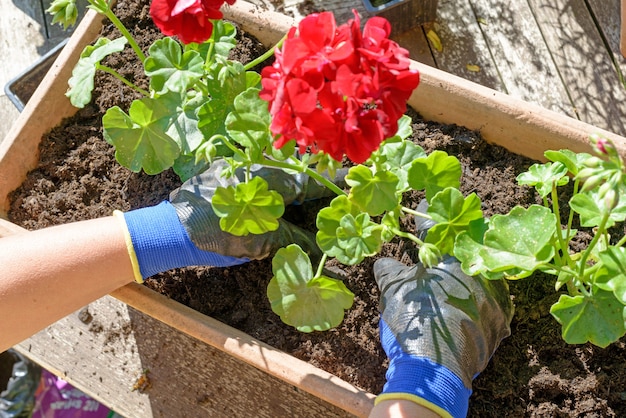 Vrouwenman die de geraniums voor de zomertuin planten