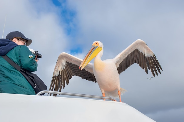 Vrouwentoerist die foto maakt van pelikaanvogel op catamaran, safarireisvakantie, Afrika, Walvisbaai