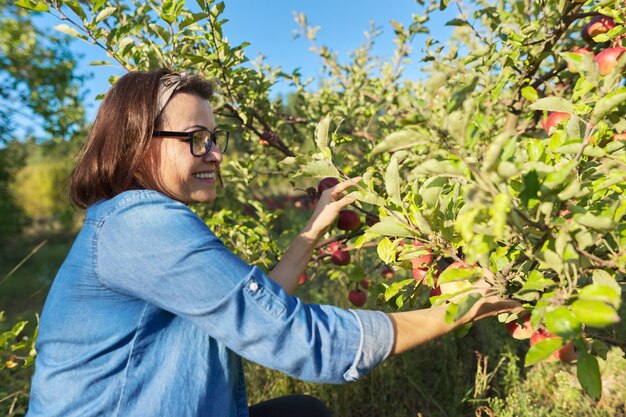 Vrouwentuinman die oogst van rode appels van boom in tuin plukt. Hobby's, tuinieren, biologische appels telen, gezonde natuurlijke voeding