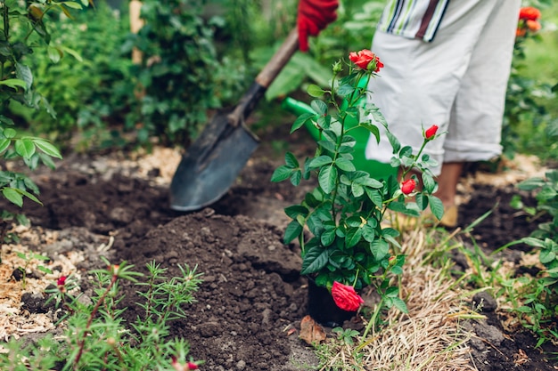 Vrouwentuinman die rozenbloemen van pot overplanten in natte grond.