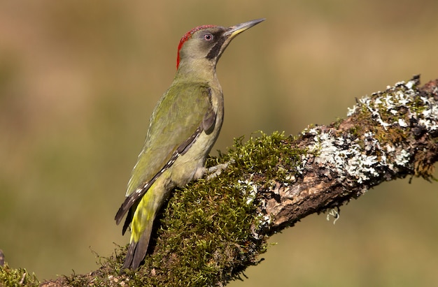 Vrouwtje van Picus viridis, vogels, zangvogel, groene specht, specht