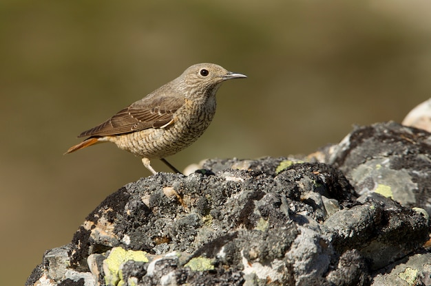 Vrouwtje van Rufous-tailed rock spruw. Monticola saxatilis