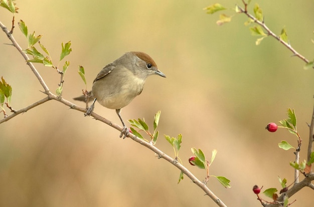 Vrouwtje van Whitethroat in een herbergier in een mediterraan bos van dennen en eiken