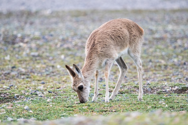 Vrouwtjes tibetaanse gazelle close-up op plateau weide qinghai provincie China