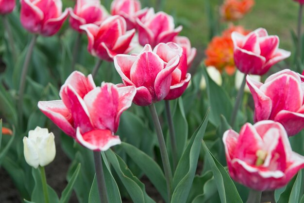 Vruchtbaar aanwezig. roze bloemen in veld. Landschap van Nederlandse tulpen. Lente seizoen reizen. Kleurrijke lente tulpenveld. roze levendige bloemen. schoonheid van de natuur. geniet van de seizoensbloei.