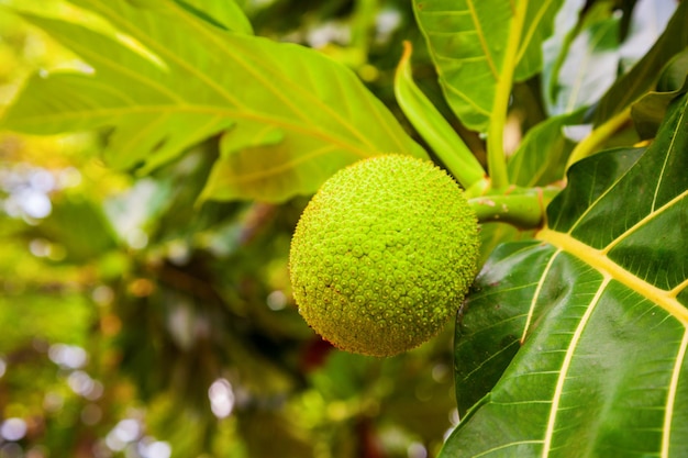 Vruchten op broodvruchtboom in Azië